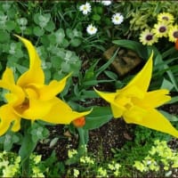 今日の庭仕事＜４月１５、１６日＞★素敵になった花壇