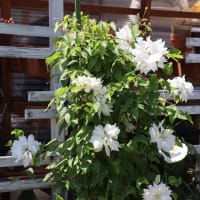 クレマチス“雪おこし”です！花々が一気に開いた中、クレマチスもその中に……(-_-メ)