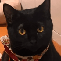 猫　ネコ　ねこ　（=・ω・=）にゃ～♥