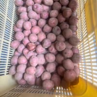 小豆発芽、始まる
