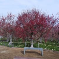 和泉リサイクル環境公園の梅と水仙（２０２５年３月８日）静止画