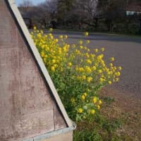 春ですね❤️