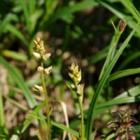 ２０２５年６月２８日　北八甲田　大岳　井戸岳のようす