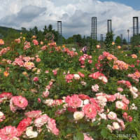 岩見沢のバラ園へ
