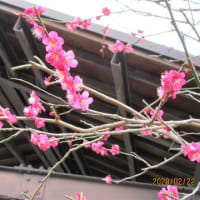 2020年3月の日本語学習は中止になりました。