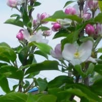 リンゴのフジの花も開花