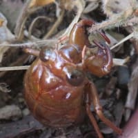 ニイニイゼミの幼虫？