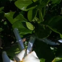 ほんまに梅雨明け　20250628