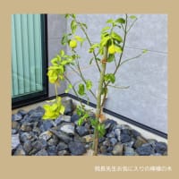 【施工例シリーズ】vol.8　庭jun　㏌　東大友内科