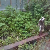 日陰のメリット(/・ω・)/