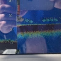 釣れないタコ