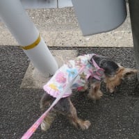 まのんママ週の初めなのに絶不調