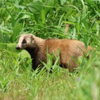 秋吉台に生きるもの
