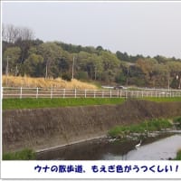 土地のもの