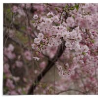 関西大学桜