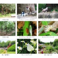 大阪城公園