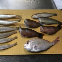 30数年ぶりの船釣