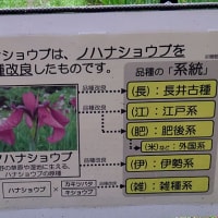 しょうぶ沼公園