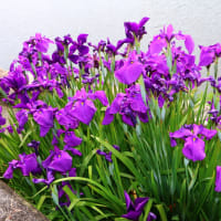 花しょうぶ（佐屋川創郷公園）