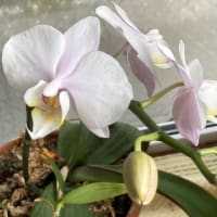 胡蝶蘭が咲きました