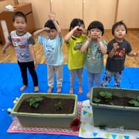 4歳児（ゆず組）なすの苗ときゅうりの苗をうえました。