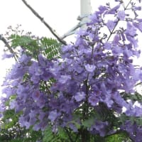 ６月は百合の花と小池百合子の季節