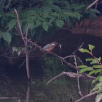 於大公園 ： 野鳥 ・ 翡翠 ・ カワセミ・・・フリー素材ブログ　カワセミ
