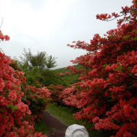 0521~24　下北半島2座＆大間~函館恵山登頂（9）