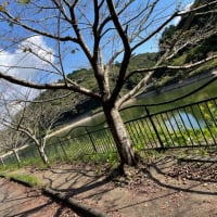 新滝の池☆全長1652m＊ウォーキング