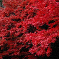 東山植物園の紅葉