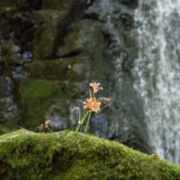 岡山県の名瀑を訪ねる　新見市「鳴滝（なるたき）」