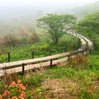レンゲツツジ咲く霧ヶ峰の木道、今日は一日雨に濡れて。