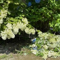 お気に入り