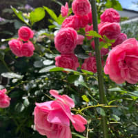 薔薇レオナルドダビィンチ