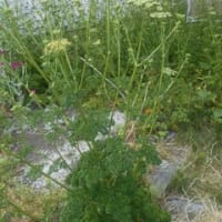 「これって、パセリか？こんな花が咲くんだ。アカスジカメムシが交尾しているぞ！」と気づいた植物がご近所に有りました