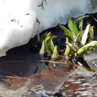 知床五湖の春はまだ浅く