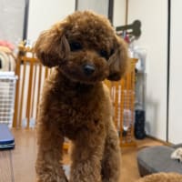 体重推移