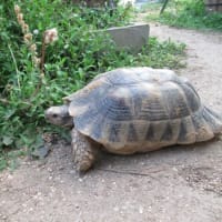 マルギ13♀ふれあ、2025・３ｒｄクラッチ！！