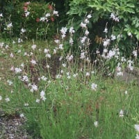 　「白蝶草」なのに赤色開花。３年目。