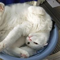 白猫ダディ．洗面器猫ヨガタイム
