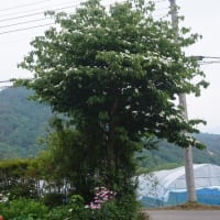 トマト