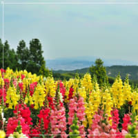 初夏の～あわじ花さじき～
