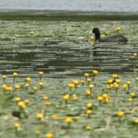 大沼公園に   “コウホネ”   咲き誇る．．．