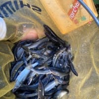 烏川＆南甘釣果！
