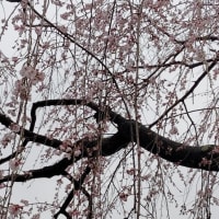 金沢市長町の枝垂れ桜