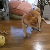 犬バカちゃんリン☆蕎麦屋の風鈴♪　柴犬・空海くんは　保育士さん！　はるこ　成長著しいのだ☆彡