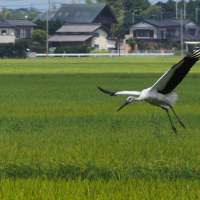 大洗町でコウノトリのミズキ君、（259）、子供3羽を見てきました（その２）（2025年8月17日）