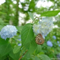 紫陽花とカタツムリ