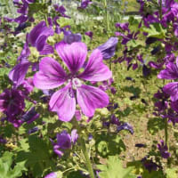 マロー＜ハーブとして花として＞