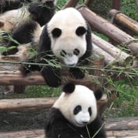 パンダ・パンダ・パンダ（中国・成都）
